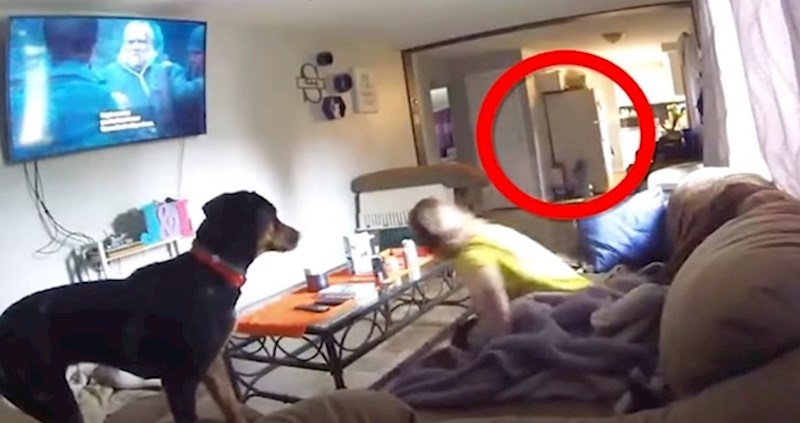 VIDEO Kućni ljubimci koji se ponašaju kao da vide nešto nadnaravno