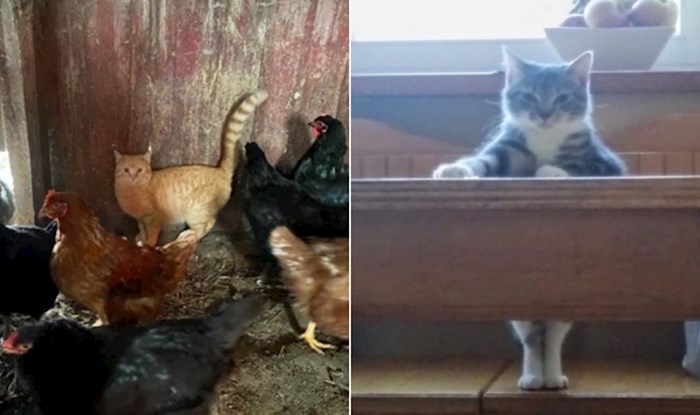 20 puta kad su vlasnici uhvatili svoje ljubimce da se ponašaju kao ljudi