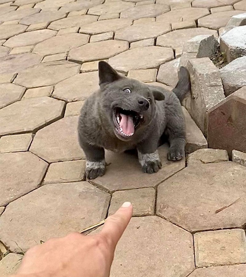 Navodno da se radi o mješancu Korgija i lokalne vijatnamske pasmine Hmong, a njegovo ime je Dúi.