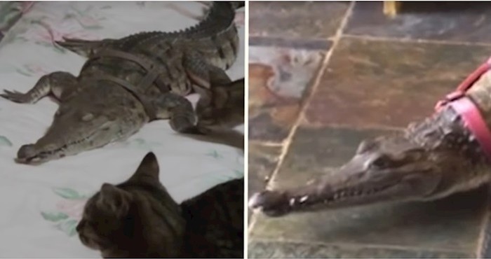 VIDEO Ova žena već 30 godina drži krokodile kao kućne ljubimce