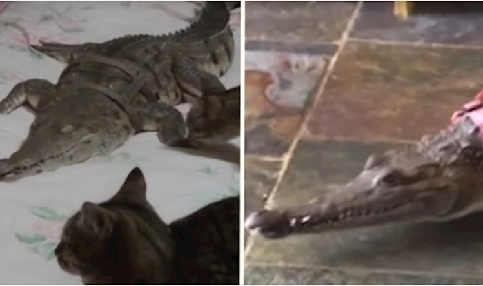 VIDEO Ova žena već 30 godina drži krokodile kao kućne ljubimce