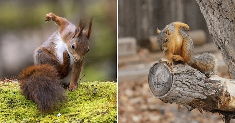 Urnebesne vjeverice koje su pri dočekivanju nakon skoka zauzele pozu superheroja