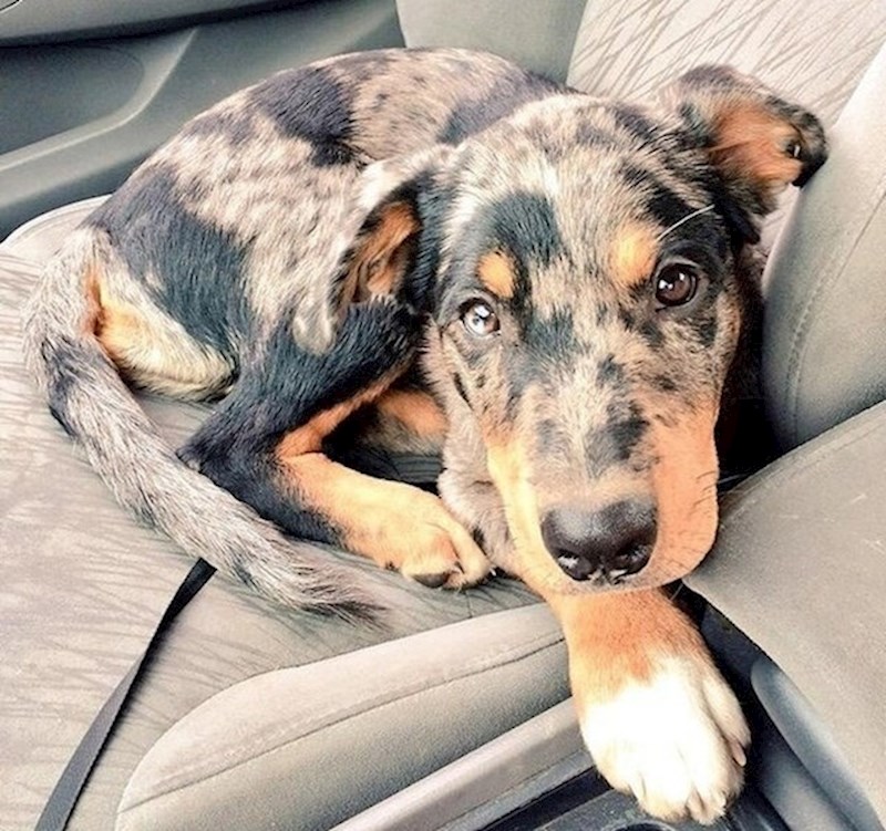 Rotvajler i australski ovčar.