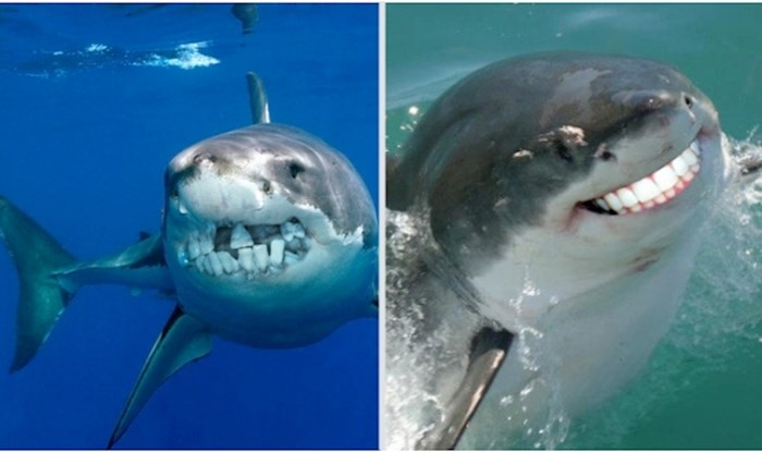 15 urnebesnih fotki morskih pasa s fotošopiranim ljudskim zubima