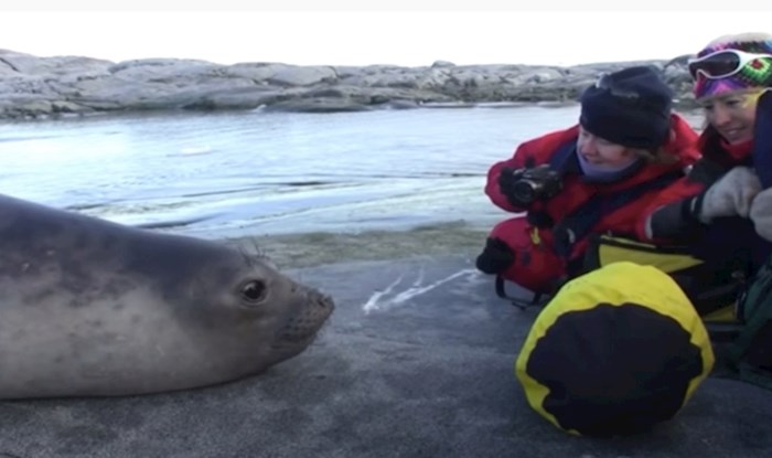 VIDEO Znatiželjni mladunac tuljana sprijateljio se s turistima