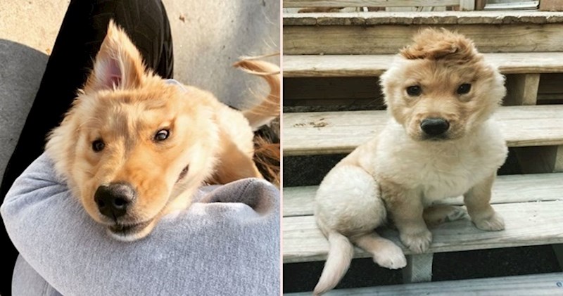 Zbog urođene mane ova preslatka mala retriverica izgleda kao mješanac psa i jednoroga