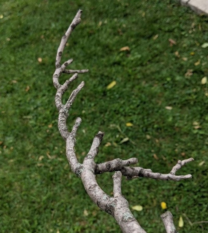 Oblik ove grane je fascinantan.