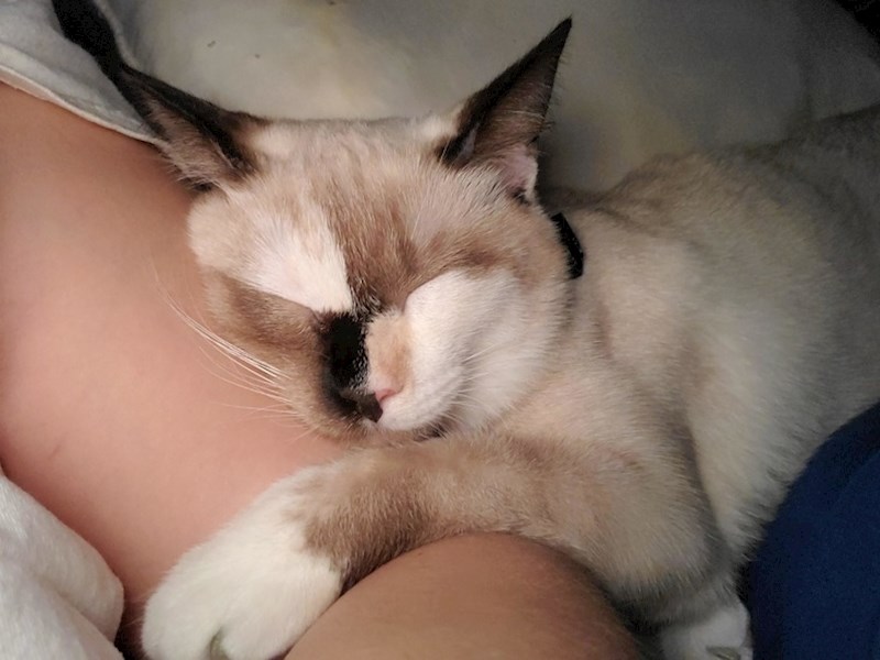 5. Maca sa šahovskom pločom na licu.