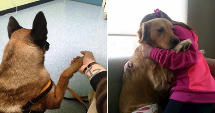 20 presmiješnih fotki uplašenih pasa koji se smrtno boje veterinara