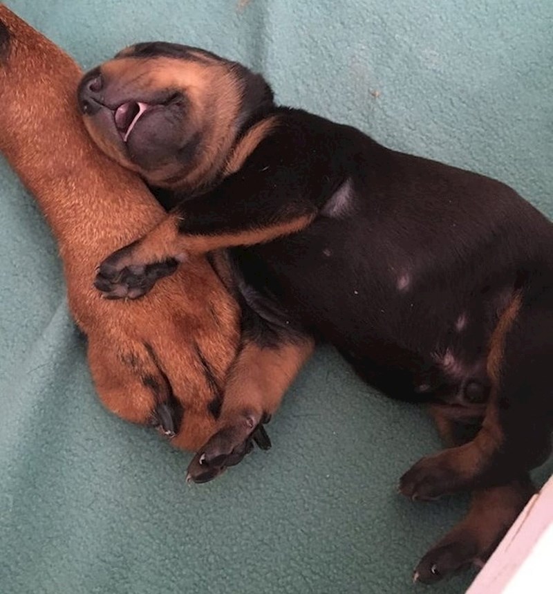 20. "Dobermanica moje mame okotila je ovo preslatko čudo."