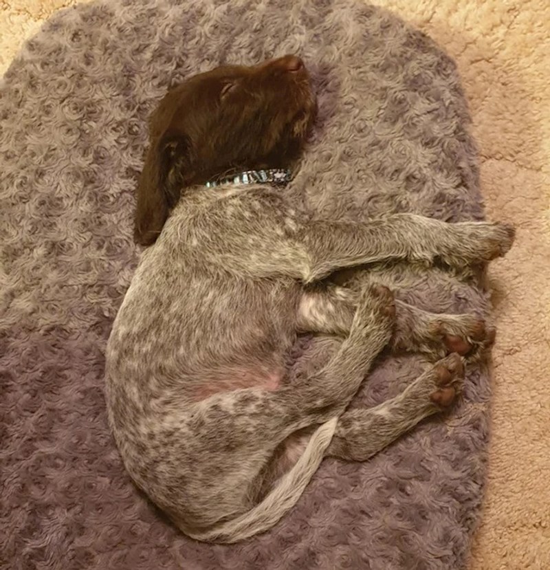 4. Oštrodlaki pointer koji se savršeno uklopio na tepih