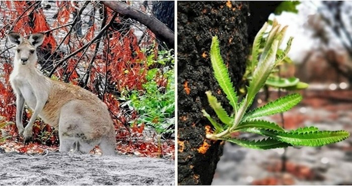 Fotografije iz Australije koje nam ulijevaju nadu u što brži oporavak
