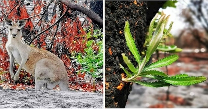 Fotografije iz Australije koje nam ulijevaju nadu u što brži oporavak