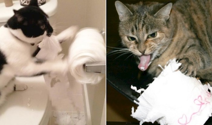 15 fotki na kojima se vidi da mačke i WC papir nisu dobra kombinacija