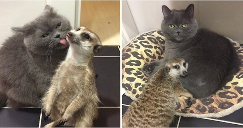 Neobičan duo - najbolji prijatelji merkat i mačka osvojili internet