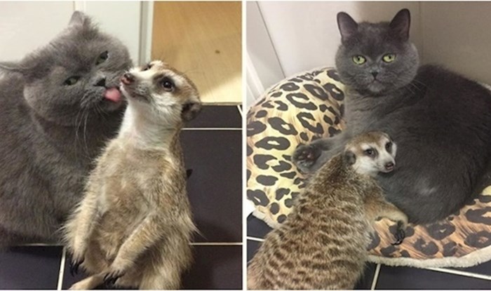Neobičan duo - najbolji prijatelji merkat i mačka osvojili internet