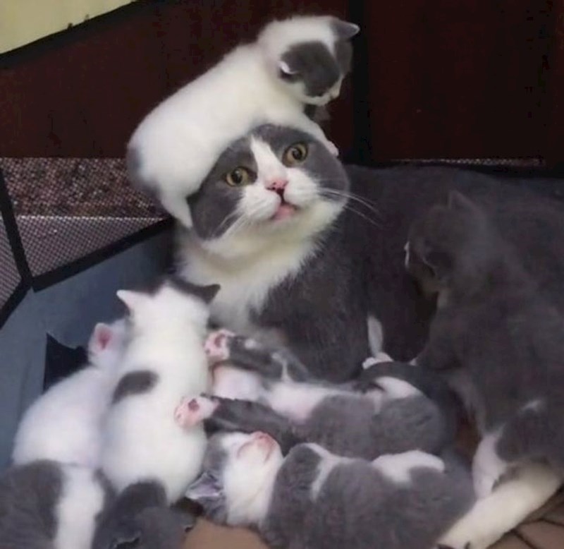 1. Biti mama je najteža uloga. Pogotovo kad su klinci ovako nestašni!