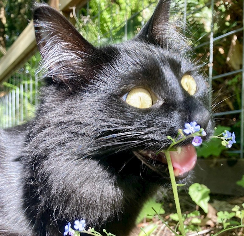 12. Ovo je njegova najdraža biljka. Svaki put ju traži kad izađemo u vrt.