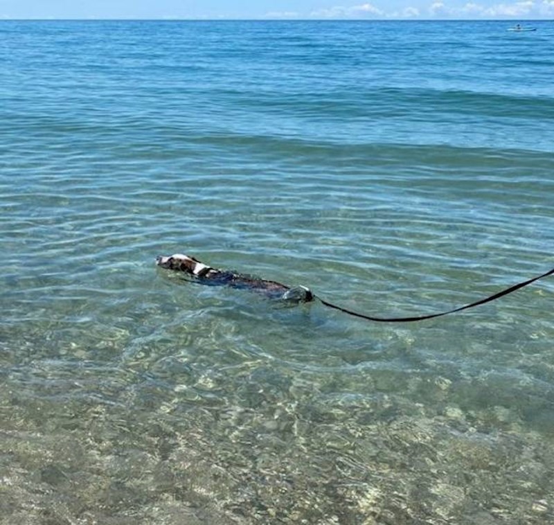 4. "Prije mjesec dana moj pas bio je u skloništu. A sada maksimalno uživa i nadoknađuje propušteno!"🥰