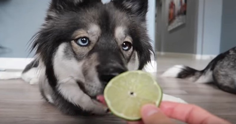 VIDEO Dva haskija degustirala su limetu, pogledajte njihovu mlaku reakciju