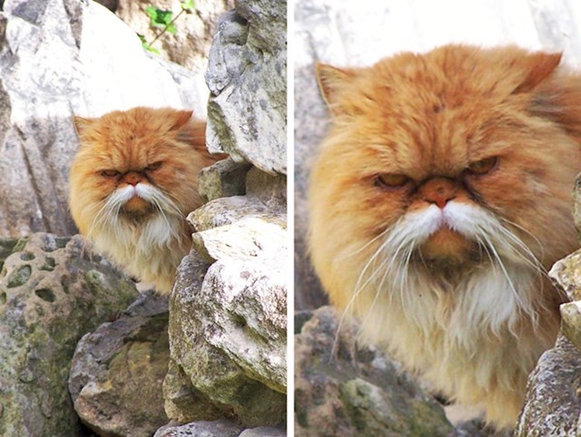 17. Maca koja izgleda kao stari kung-fu majstor.