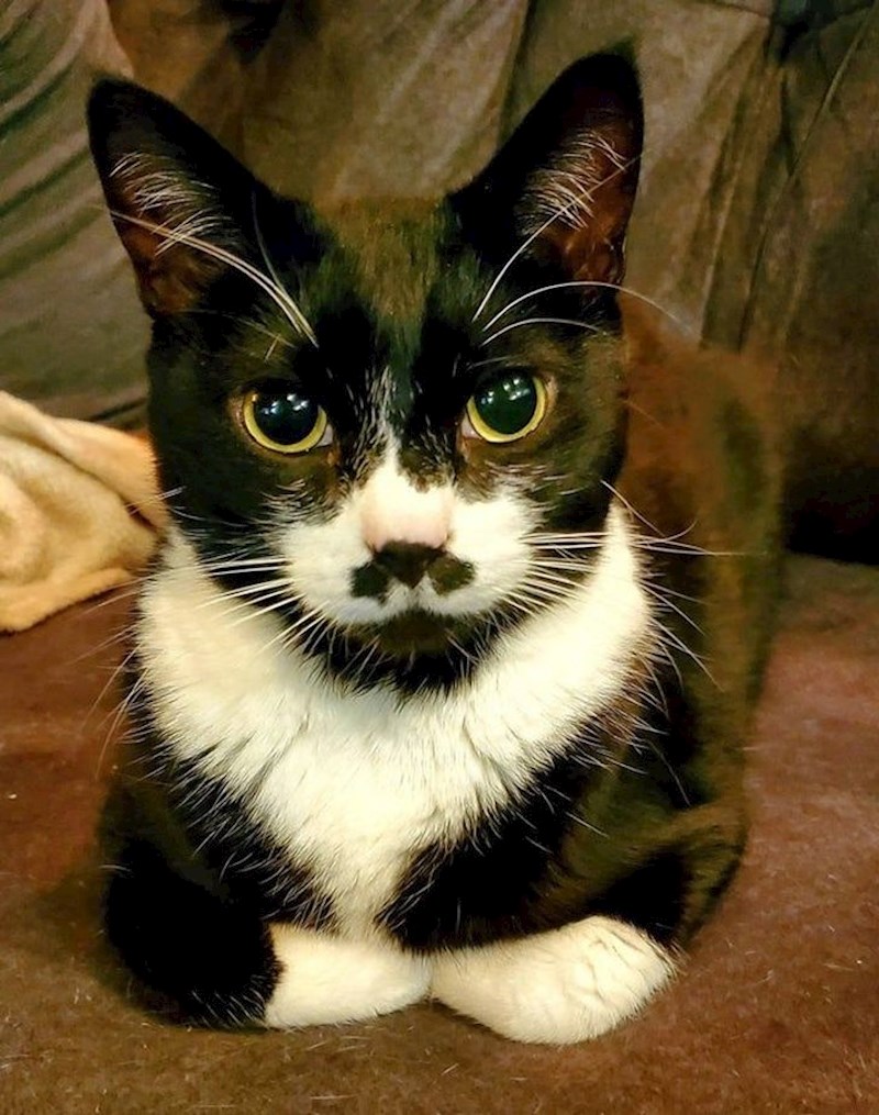 9. Izgleda kao da ima trostruke brkove!