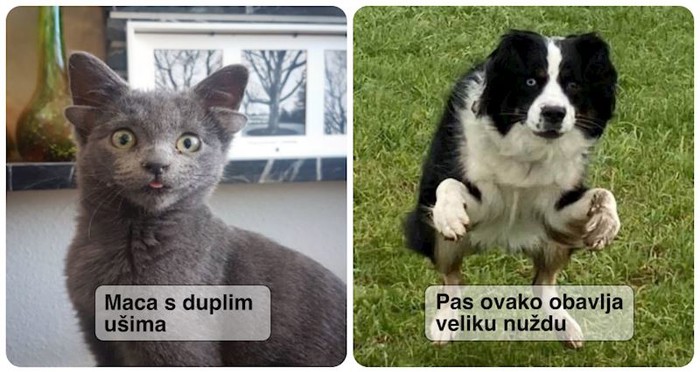 15 kućnih ljubimaca koji su malo čudni, ali baš zato su nas osvojili