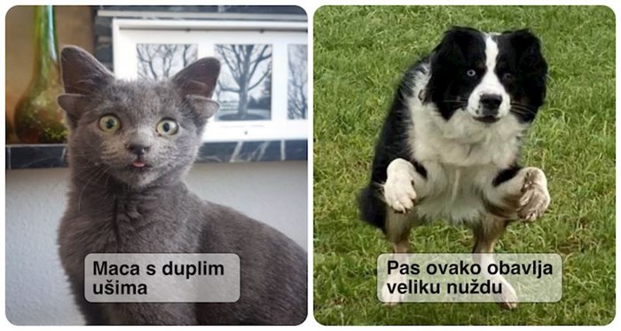 15 kućnih ljubimaca koji su malo čudni, ali baš zato su nas osvojili