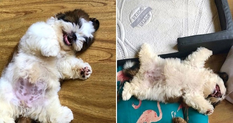 Preslatki psić uvijek spava na leđima, rastopit ćete se od ovih fotki