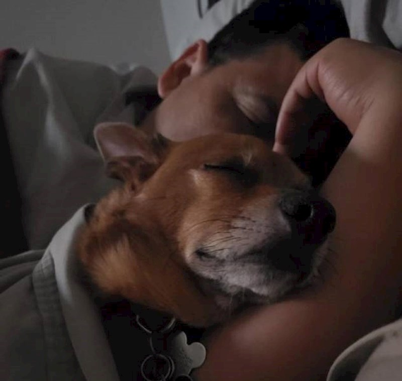 2. Rekao je da psima nije mjesto na krevetu