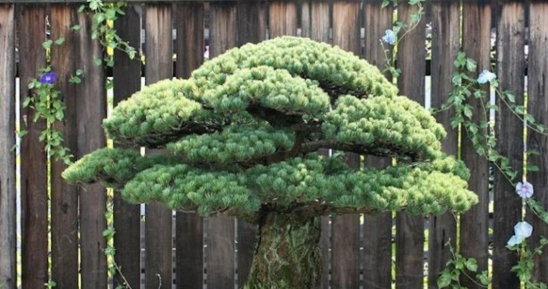 Preživjelo je i bombardiranje Hiroshime: Ovo je najstarije Bonsai stablo na svijetu