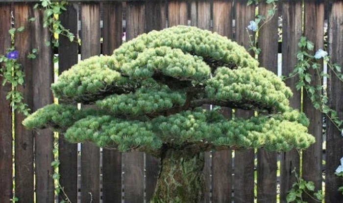 Preživjelo je i bombardiranje Hiroshime: Ovo je najstarije Bonsai stablo na svijetu