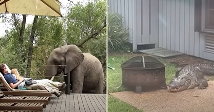 VIDEO 10 puta kad su divlje životinje odlučile posjetiti ljude u njihovim domovima