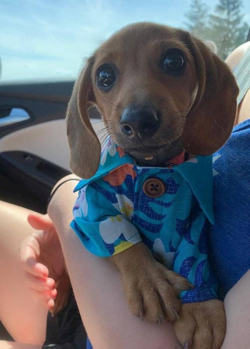 15. Tko bi mu odolio?!😍