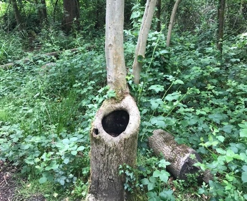 9. Stablo je preživjelo rušenje