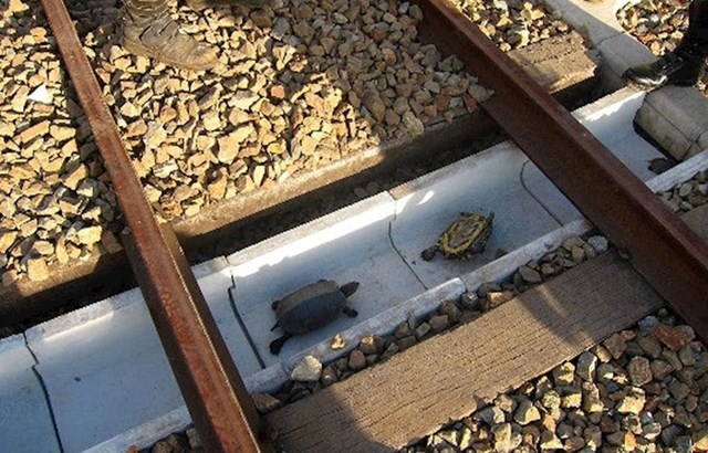 14. Radnici u Japanu izgradili su ove posebne tunele u tračnicama kako bi se kornjače mogle sigurno kretati.