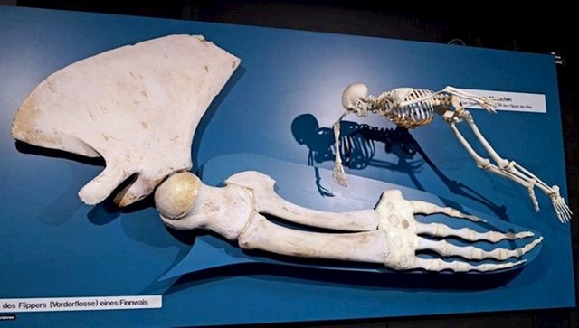 1. Jedna kost kita u usporedbi s cijelim čovjekovim kosturom.