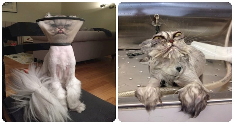 20+ ljudi podijelilo je užasne fotke svojih mačaka, plakat ćete od smijeha