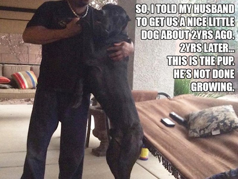 13. Prije 2 godine rekla je mužu da im nabavi slatkog, malo psića. 2 godine kasnije - ovo je psić. I još nije prestao rasti...