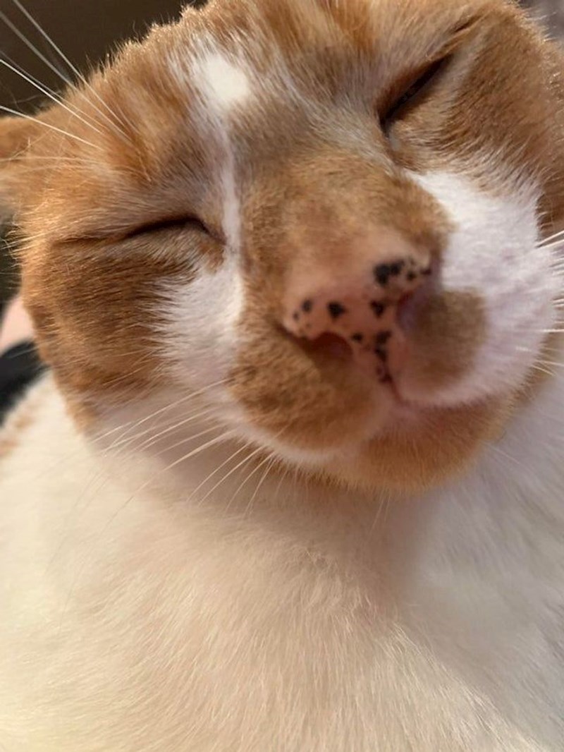 10. Ima pjegice po njušci!