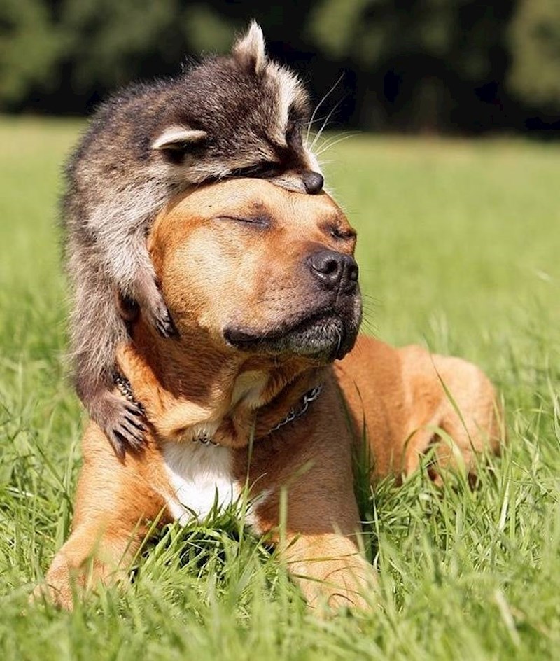 14. Sviđa mu se njegova nova kapa😂