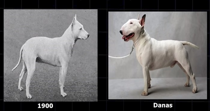 VIDEO Ovako su psi i druge životinje izgledali prije 100 godina