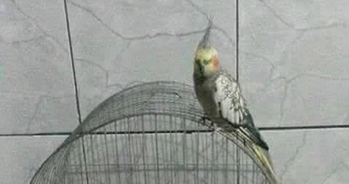Dok papiga uživa u slobodi, u njezin kavez smjestila se neobična gošća