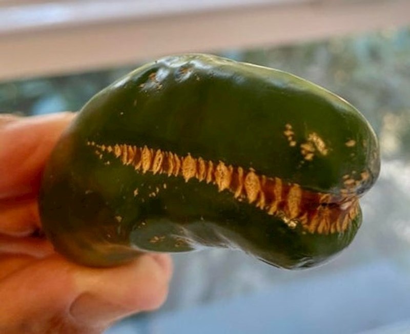 Jalapeño papričica izgleda kao T-Rex.