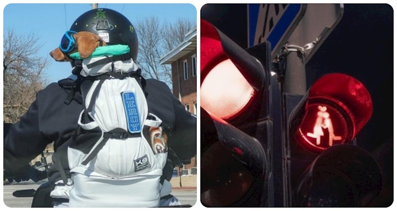 19 simpatičnih prizora koji će vam odmah popraviti raspoloženje