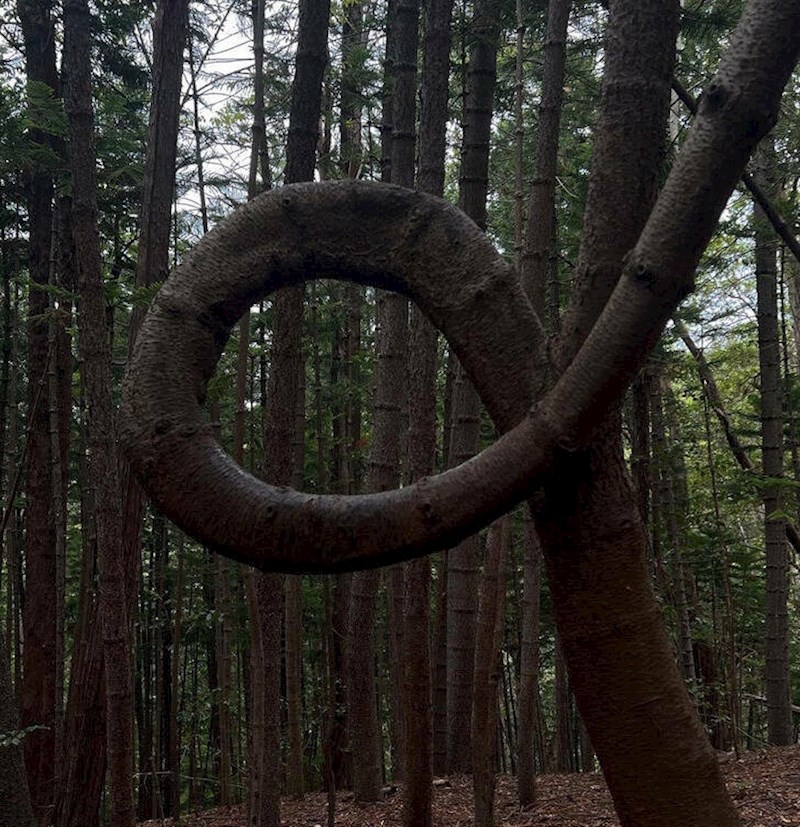 6. Stablo neobičnog oblika