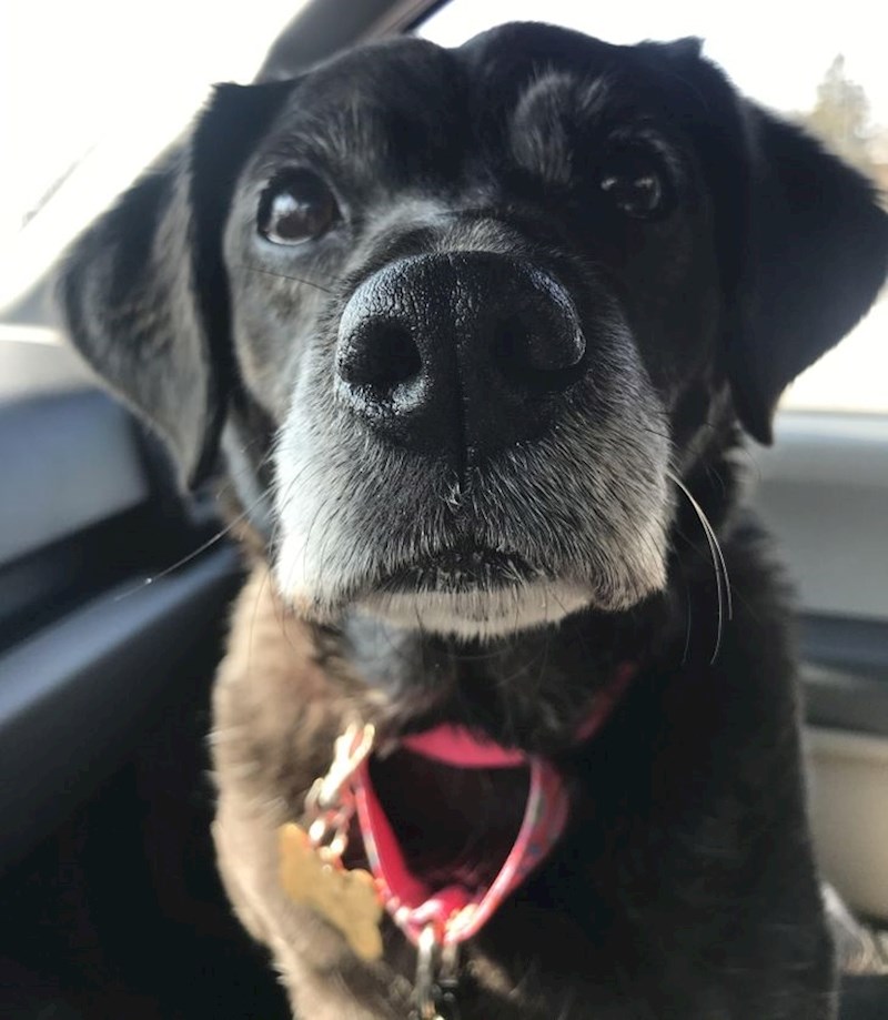 1. Ova njuškica ima 17 godina.🥰