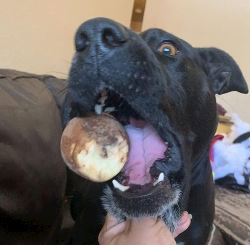 "Ukrao je ovaj kolač i sad želi da ga lovim."