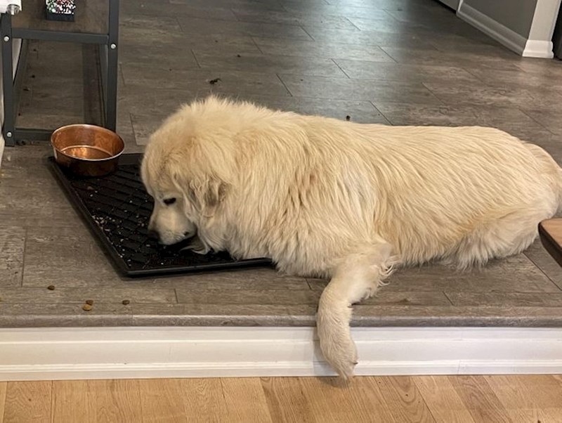 1. Ovako naš pas redovno objeduje