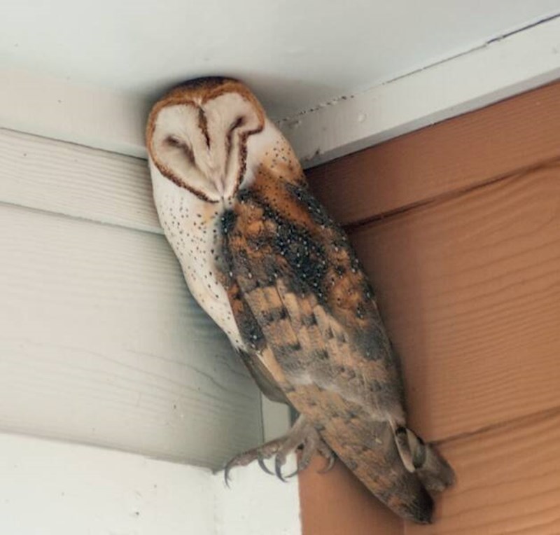 9. Posjetila ih je sova